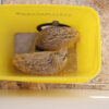 Sandbadewanne für Wachteln – Bild 7