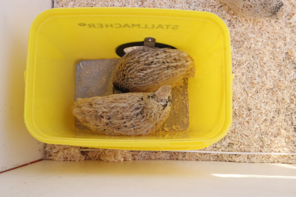 Sandbadewanne für Wachteln – Bild 7