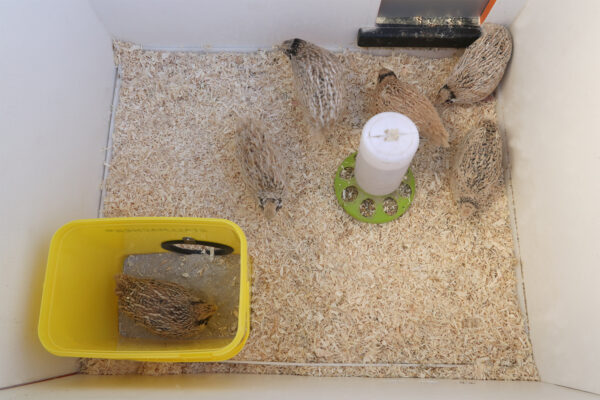 Sandbadewanne für Wachteln – Bild 8