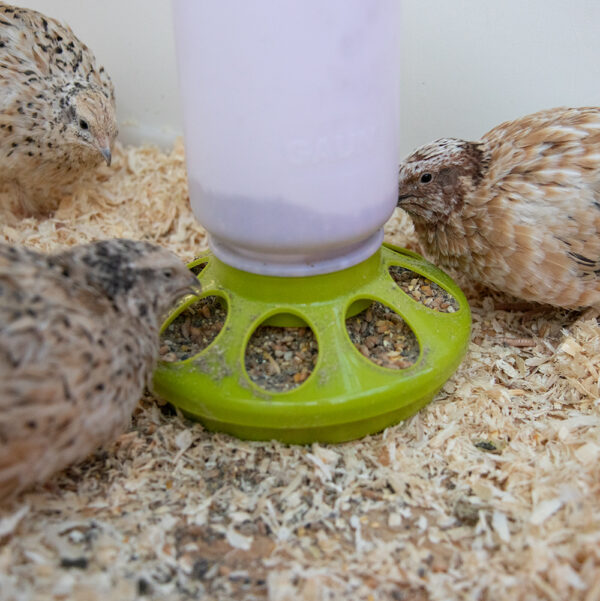 Futterspender für Küken/Wachteln – Bild 2